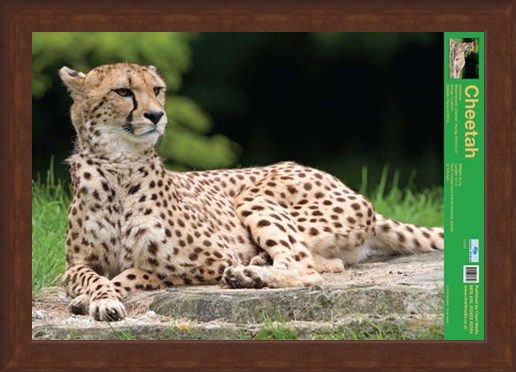 Framed Framed The Cheetah - Wild Facts