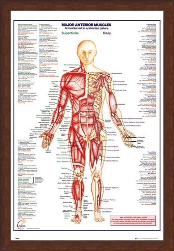 Framed Framed Major Anterior Muscles - Human Body