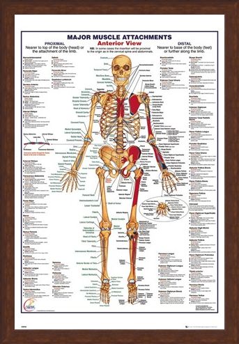 Framed Framed Major Muscle Attachments Anterior - Human Body
