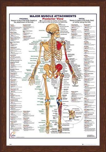 Framed Framed Major Muscle Attachments Posterior - Human Body