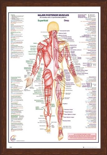 Framed Framed Major Posterior Muscles - Human Body