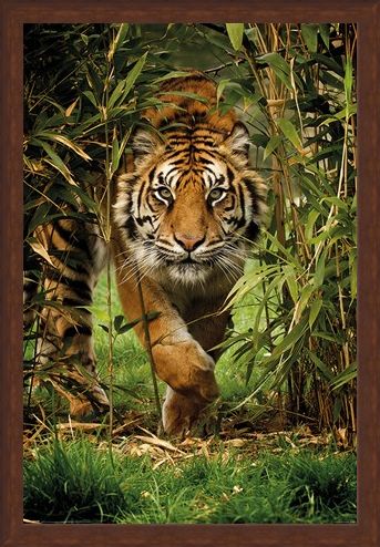 Framed Framed King Of The Jungle - Bamboo Tiger