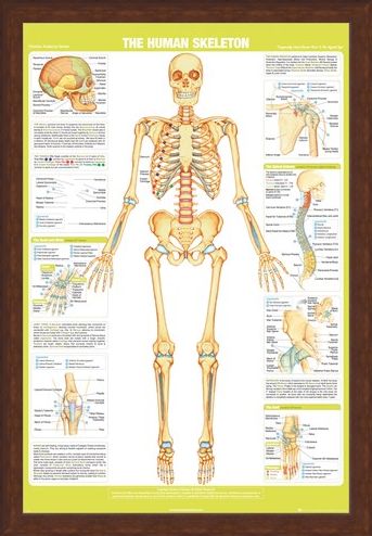 Framed Framed Skeleton - Chartex Anatomy