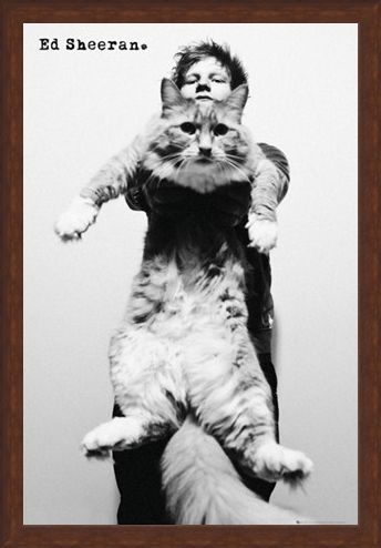 Framed Framed Fat Cat - Ed Sheeran
