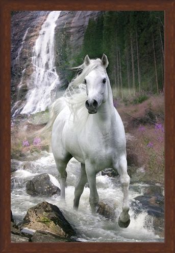 Framed Framed Horse in a Waterfall - Bob Langrish