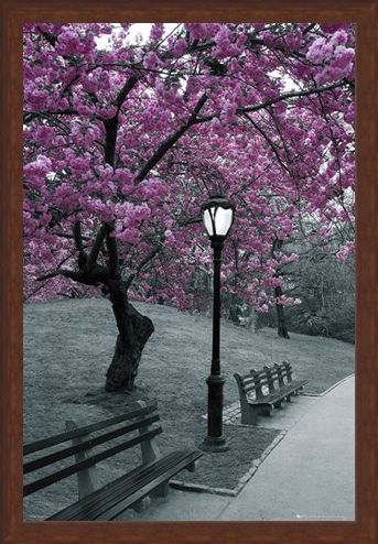 Framed Framed Blossom in Central Park - Cherry tree in blossom