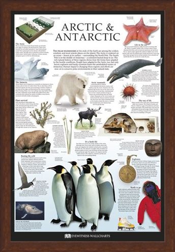 Framed Framed The Arctic & Antarctic - Dorling Kindersley