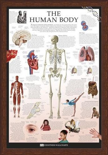 Framed Framed The Human Body - Dorling Kindersley