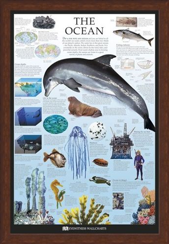 Framed Framed The Ocean - Dorling Kindersley