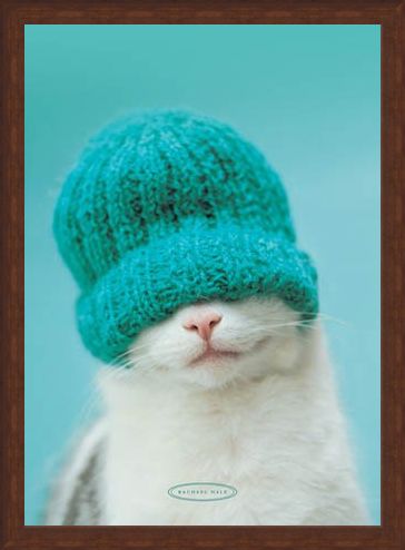 Framed Framed Guiness the Cat and Hat - Rachael Hale