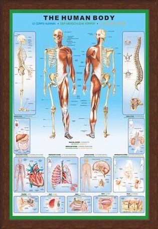 Framed Framed The Human Body and it's Organs - Human Biology