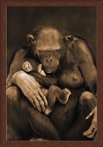 Framed Framed Motherhood - Chimpanzee with Child