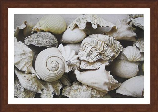 Framed Framed Still Life with Shells - Rene and Barbara Stoeltie