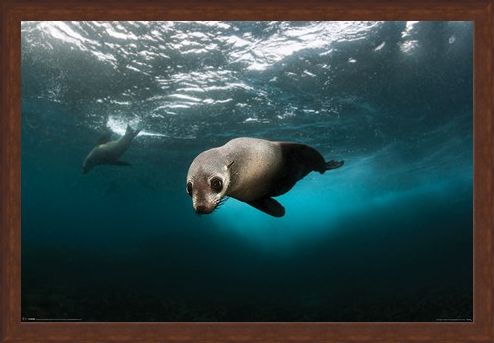 Framed Framed Diving The Depths - Australian Fur Seal