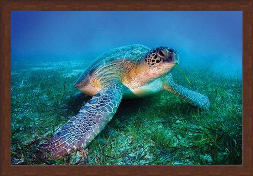 Framed Framed Loggerhead Sea Turtle - Animal