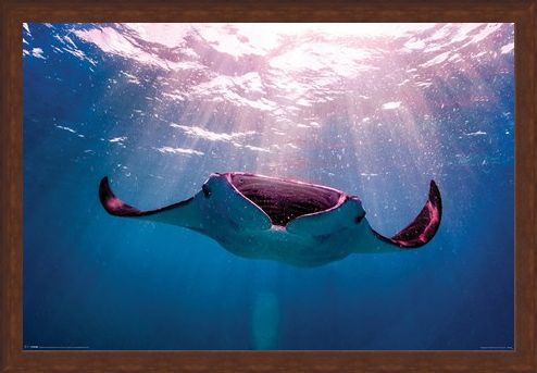 Framed Framed Manta Ray - Animal Photography