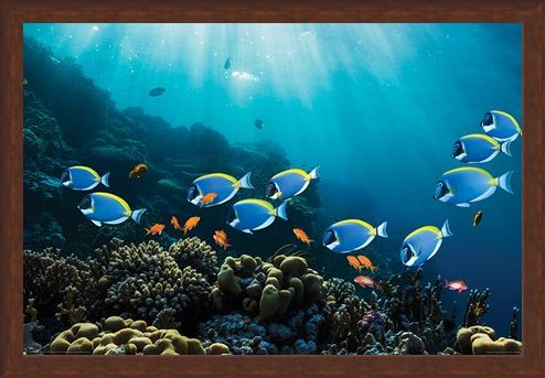 Framed Framed Tropical Waters - Surgeonfish & Goldies