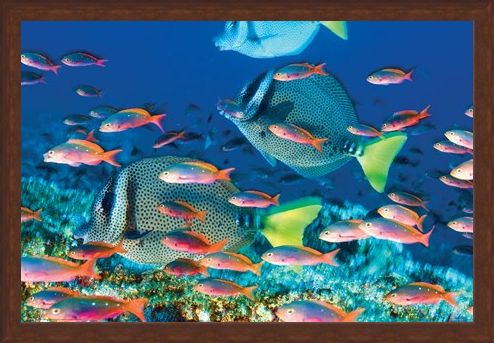 Framed Framed Yellow-Tailed Surgeonfish - Sealife