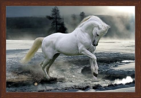 Framed Framed Horse Snow - Bob Langrish