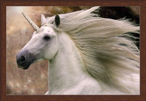 Framed Framed Unicorn - Bob Langrish