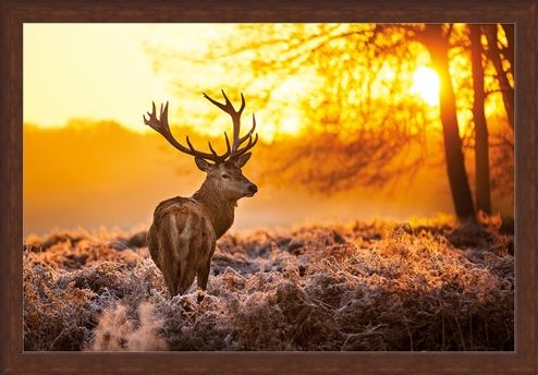 Framed Framed Golden Stag - Wildlife Wonders of The Sunrise
