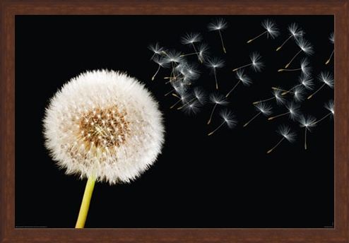 Framed Framed Dandelion Dream - Fly Away