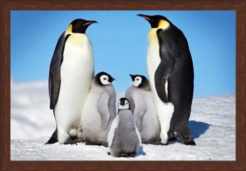 Framed Framed Penguin Harmony - Penguin Family