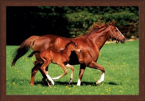 Framed Framed Chestnut Mare and Foal - The Beauty of Horses