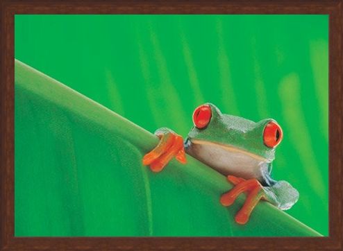 Framed Framed Red Eyed Frog - Nature