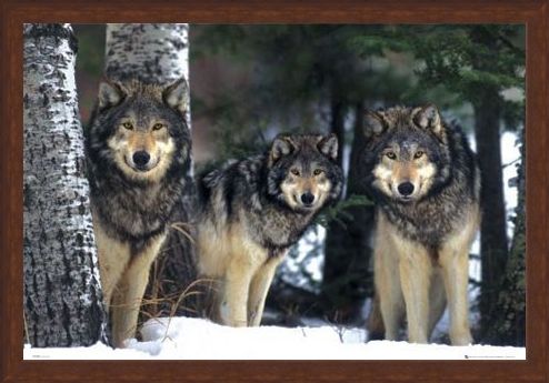 Framed Framed Three Wolves in the Snow - Canis Lupis – The Timberwolf