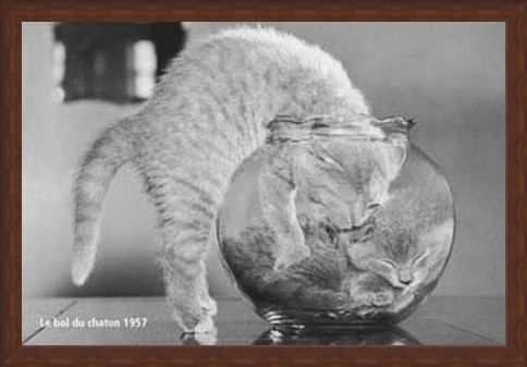 Framed Framed Bowl of Cats - Le Bol Du Chaton