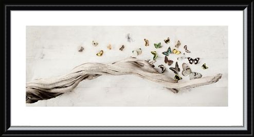 Framed Framed Drift of Butterflies - Ian Winstanley