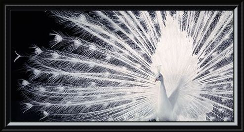 Framed Framed Courtship - Tim Flach