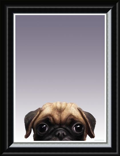 Framed Framed Pug - Inquisitive Creatures