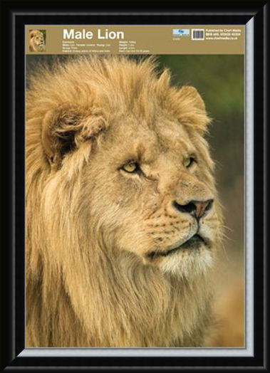 Framed Framed Animal World - Lion