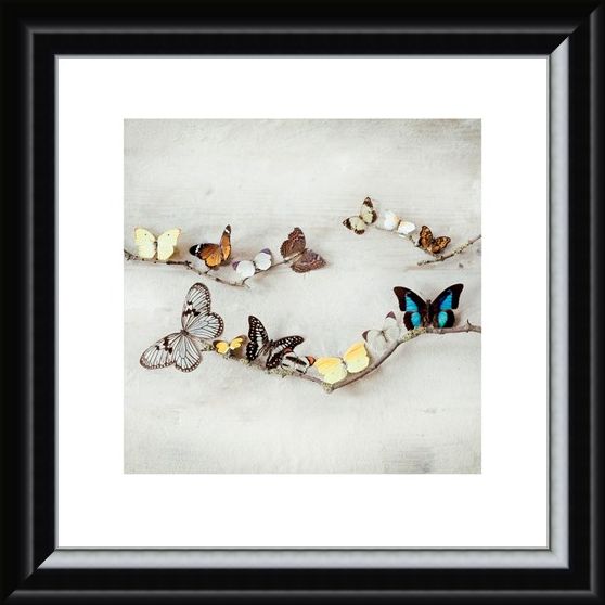 Framed Framed Array of Butterflies - Ian Winstanley