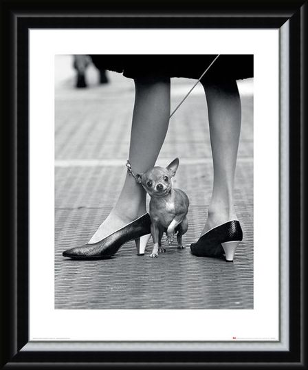 Framed Framed Chihuahua - Time Life