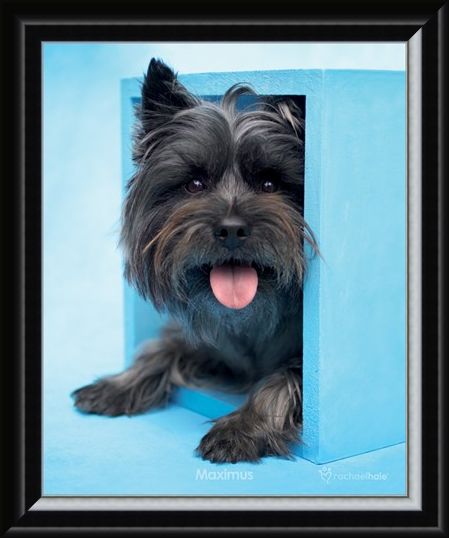 Framed Framed Maximus the Puppy - By Rachael Hale