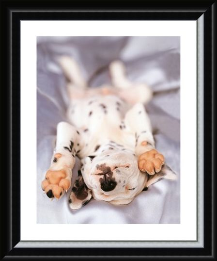Framed Framed Monty - Rachael Hale