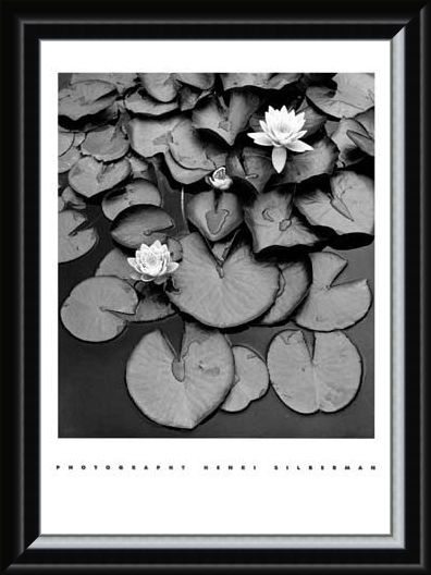 Framed Framed Waterlilies - Henri Silberman