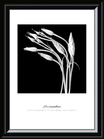 Framed Framed Lizzianthus - Richard McConnell