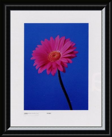 Framed Framed Gerbera Serenity - Masao Ota
