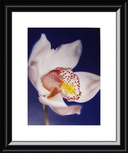 Framed Framed Orchid - Michael Banks
