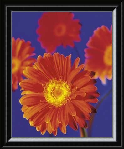 Framed Framed Red Flowers - Gerberas