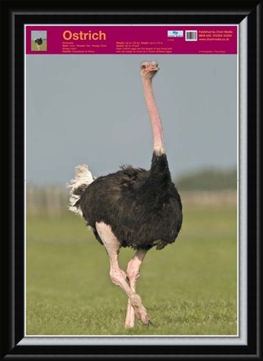 Framed Framed Ostrich - Wildlife Fun Facts