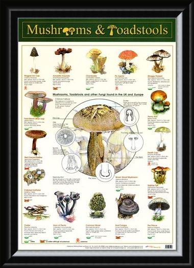 Framed Framed Mushrooms & Toadstools - Fungi
