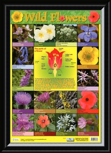Framed Framed Wild Flowers - Parts of a Flower