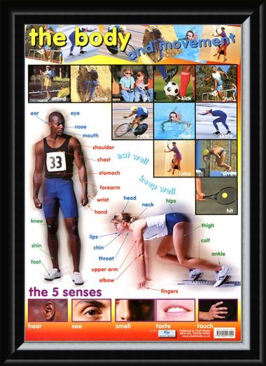 Framed Framed The Body & Movement - How We Move