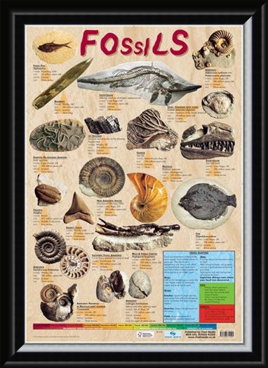 Framed Framed Fossils - Educational Chart
