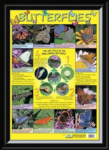 Framed Framed Butterflies - Life Cycle